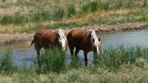 Horses in Water.jpg