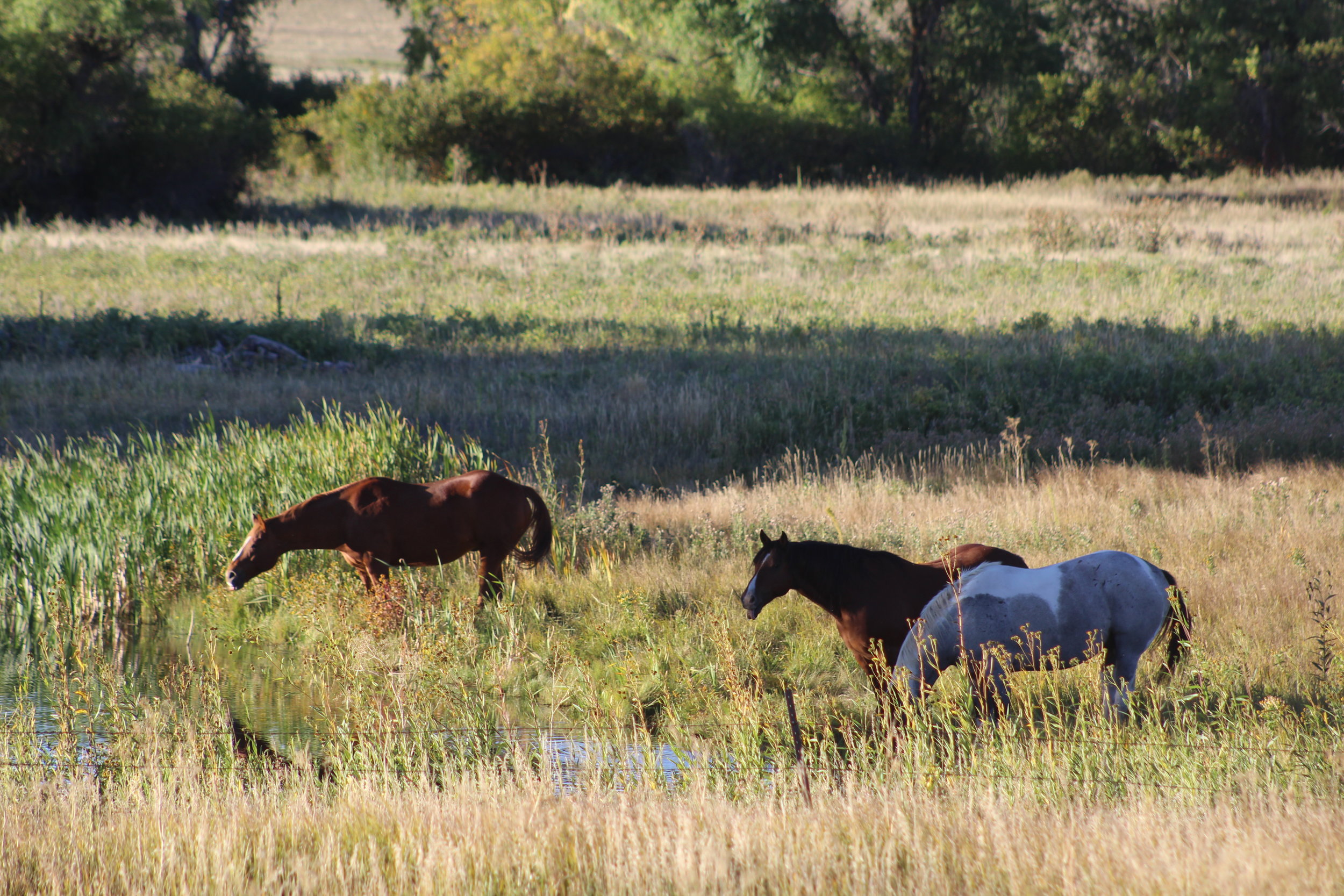 Pasture Horses.JPG