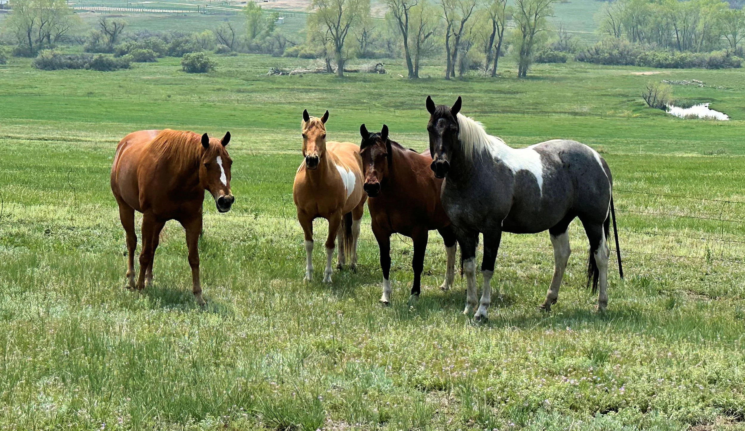 Board Horses Near Me Board Horses Near Me