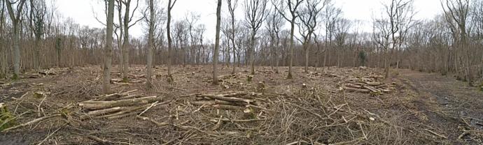 Ash Coppice.