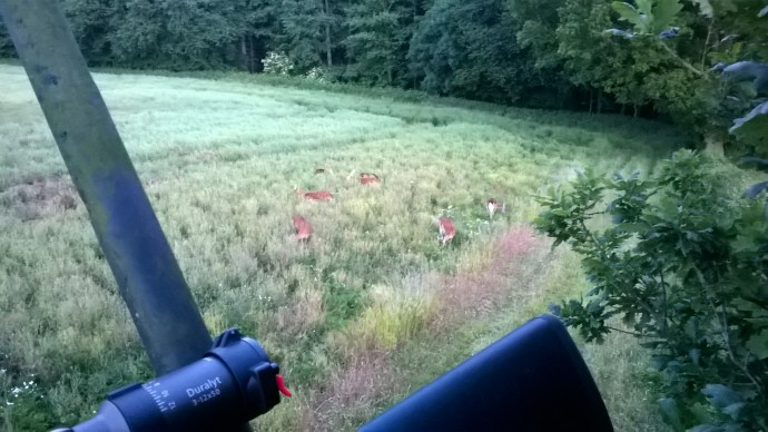 Damage caused by Fallow deer in a growing crop