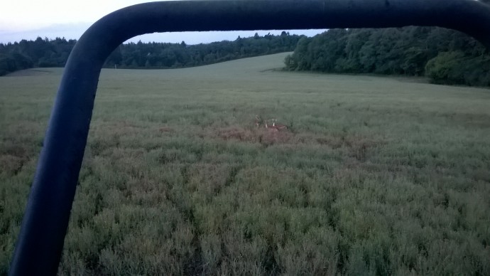 Deer tracks in an OSR crop