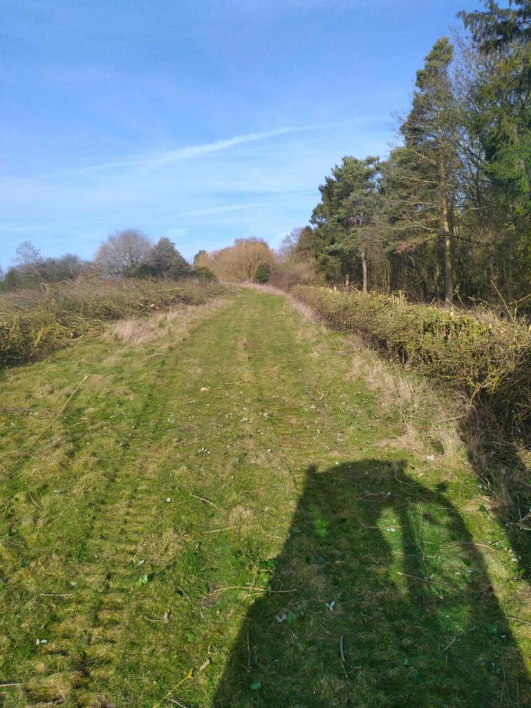 Looking back up the hedge after reducing