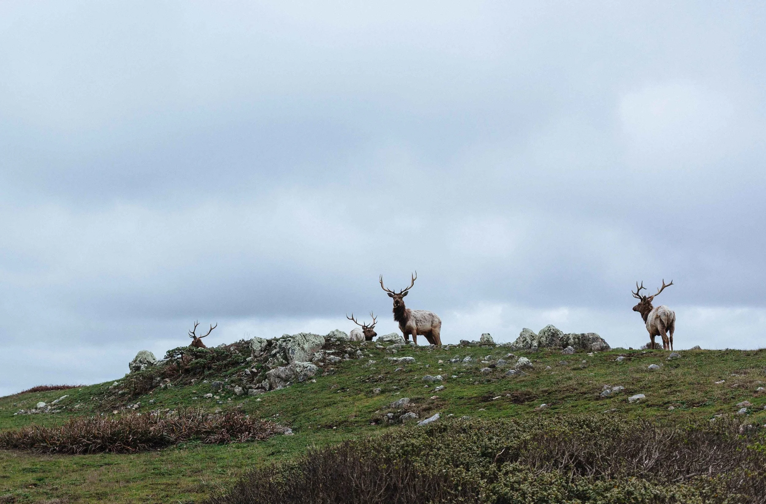 Deer_on_Hill2.jpg