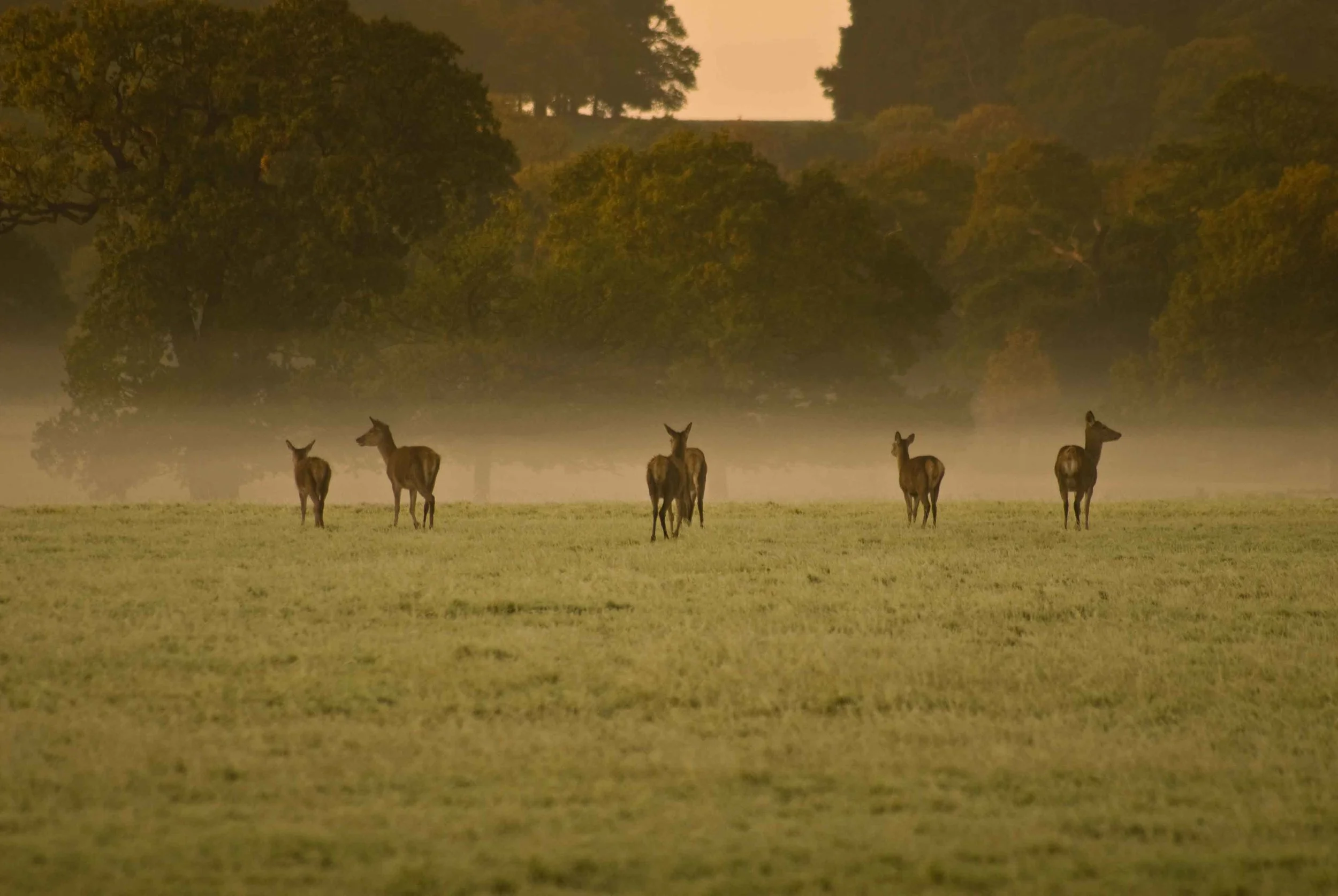 Herd_Of_Deer.jpg