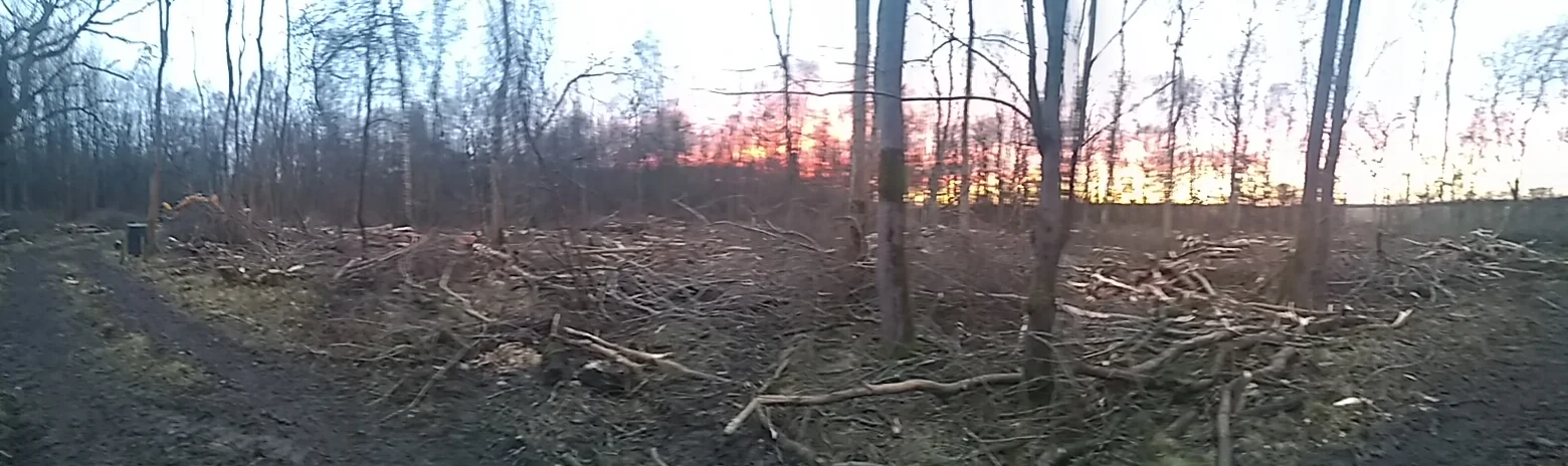 Ash Coppice completed using the harvester.