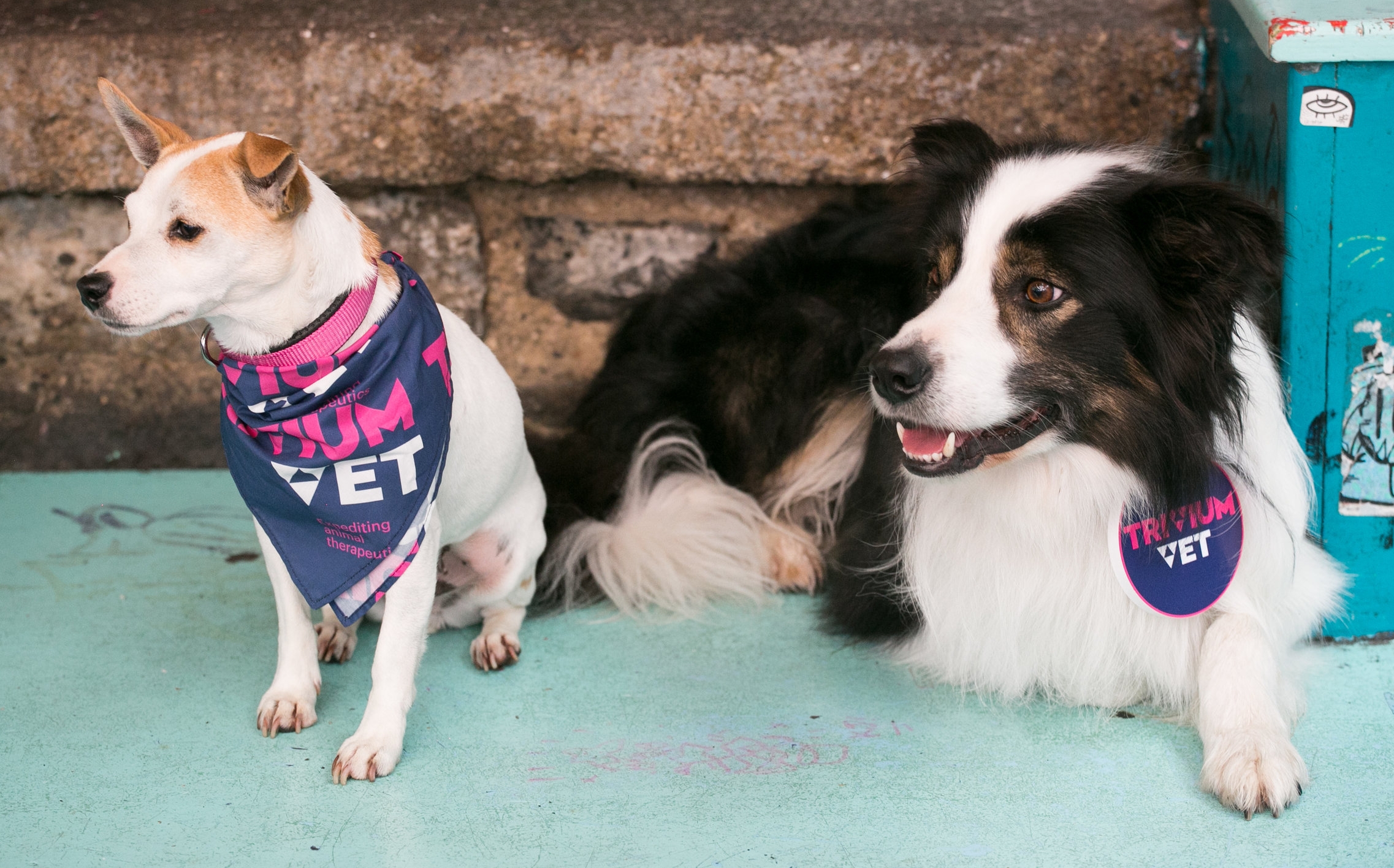 vet network fudge and morse.jpg