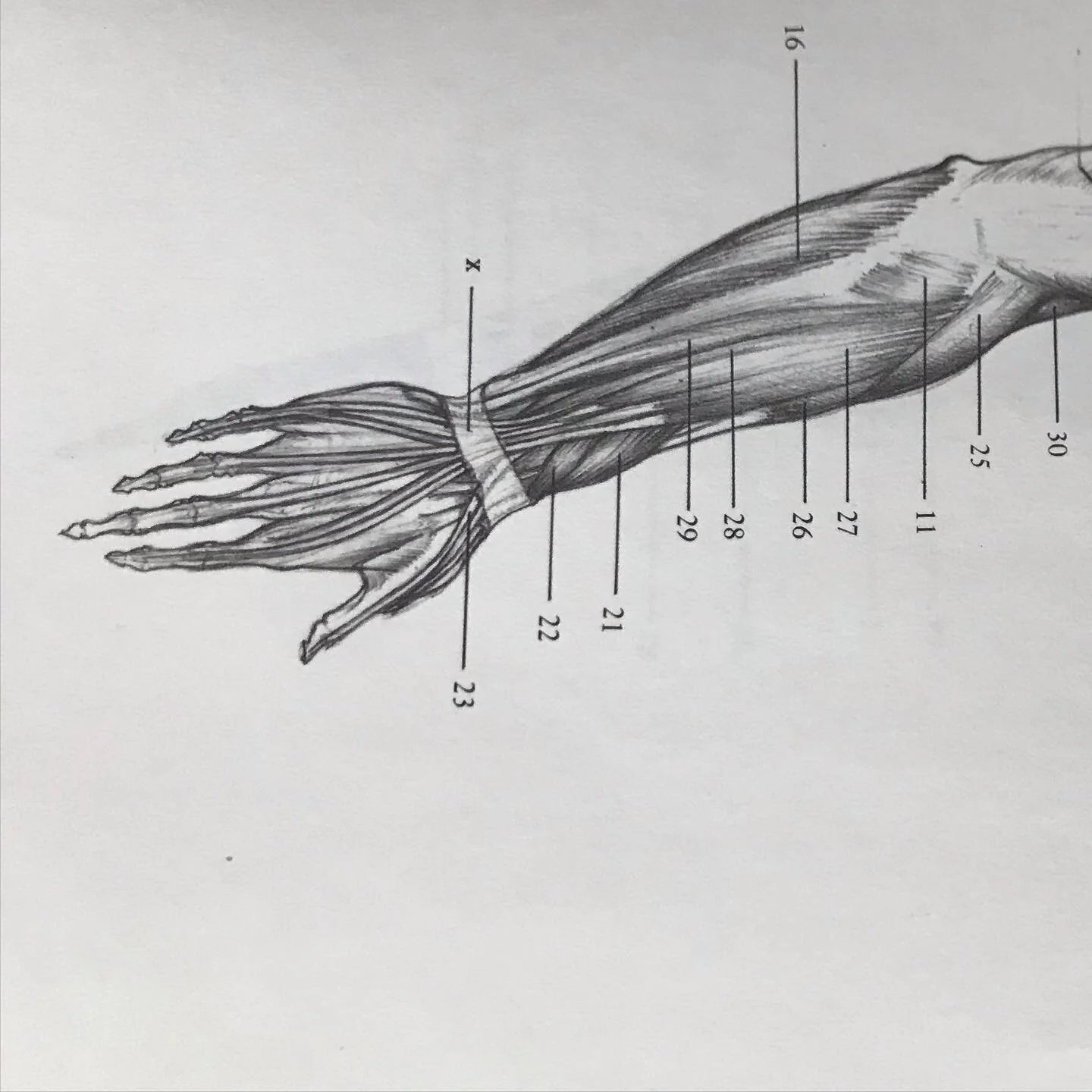 Art Prompt: Day 15
Draw your arm. Then draw what you think (or know, or imagine) is inside your arm. It&rsquo;s ok if it&rsquo;s not accurate. Label parts with silly made-up names. -
#artfam_dayfifteen
-
Diagram from &lsquo;Anatomy for the Artist&rsq