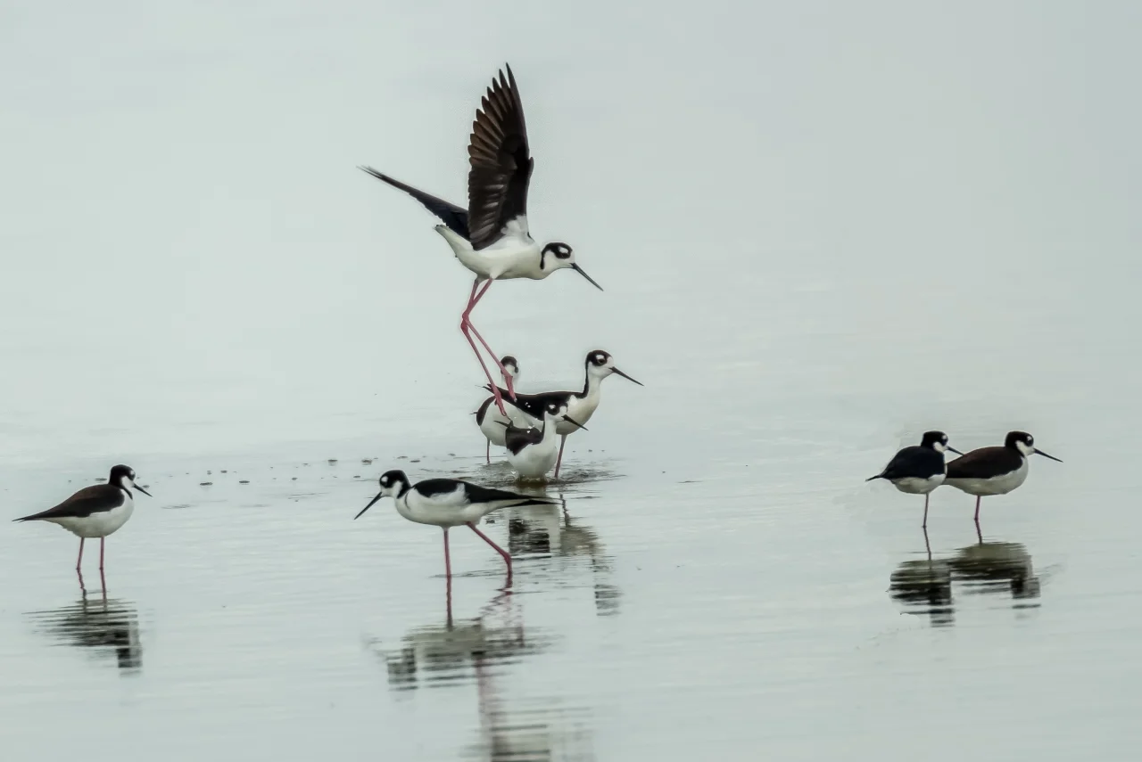 Stilts produce a study in black and white (Photo 6)