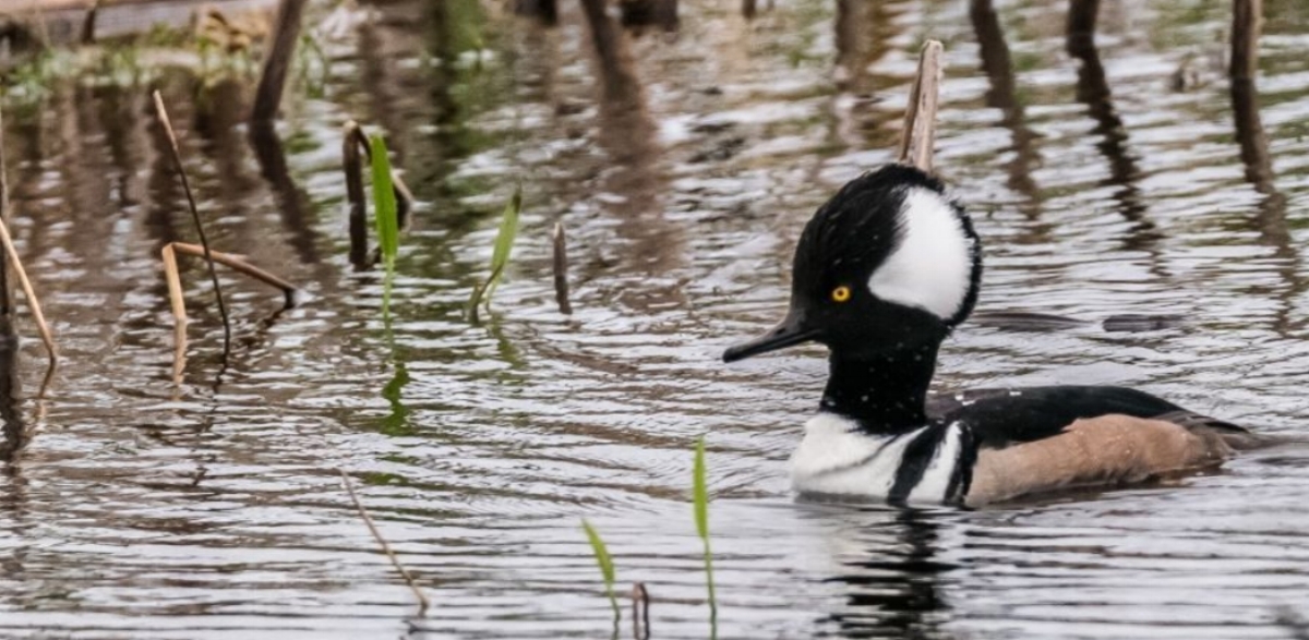 Hooded Merganser