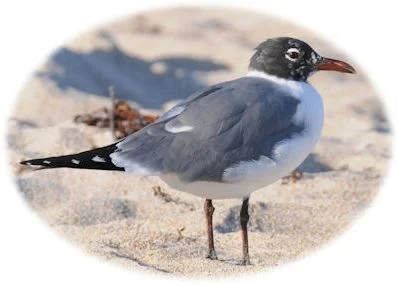 Laughing Gull