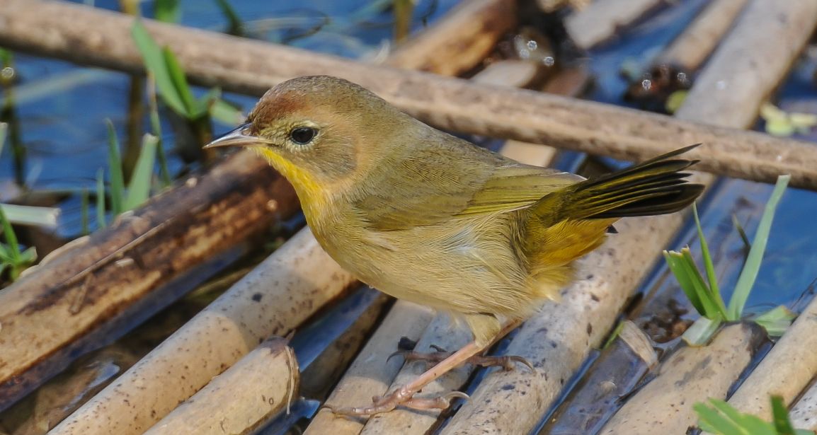 Common Yellowthroat, female