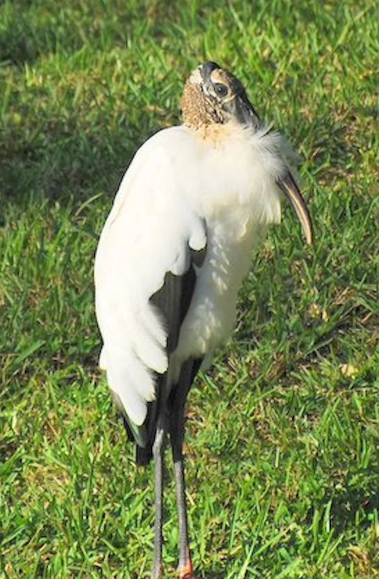 WoodStork2.jpg