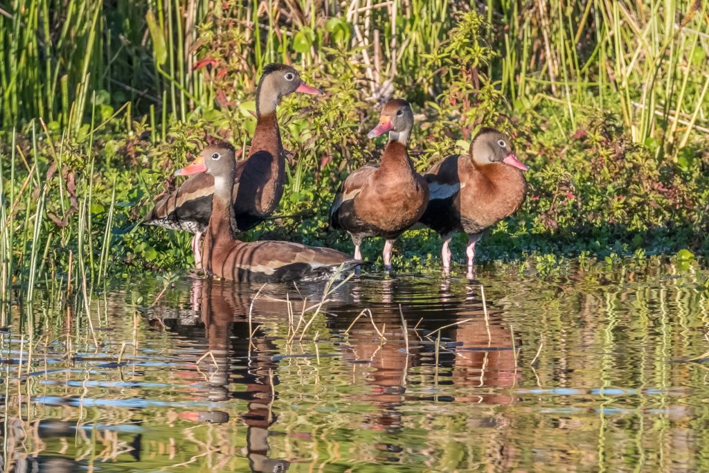 Black-bellied Whistling Duck