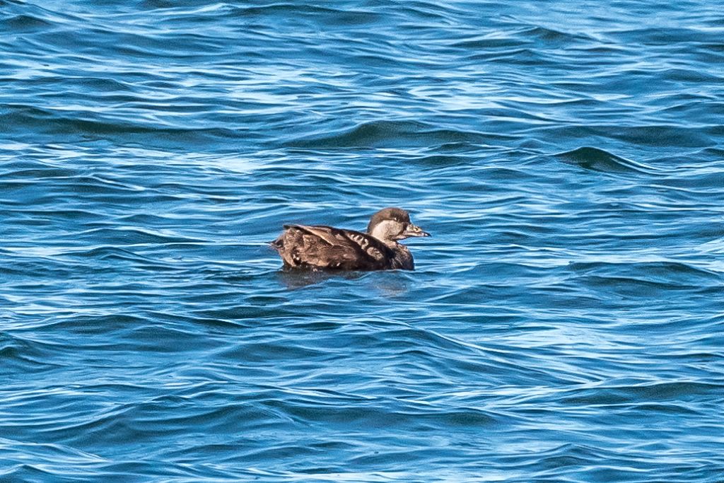 Black Scoter