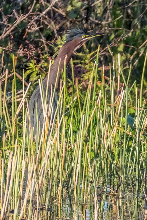 Green Heron