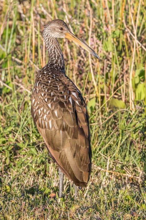 Limpkin