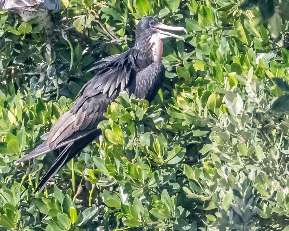 Magnificent Frigatebird (2)