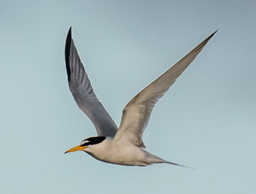 Least Tern (6)