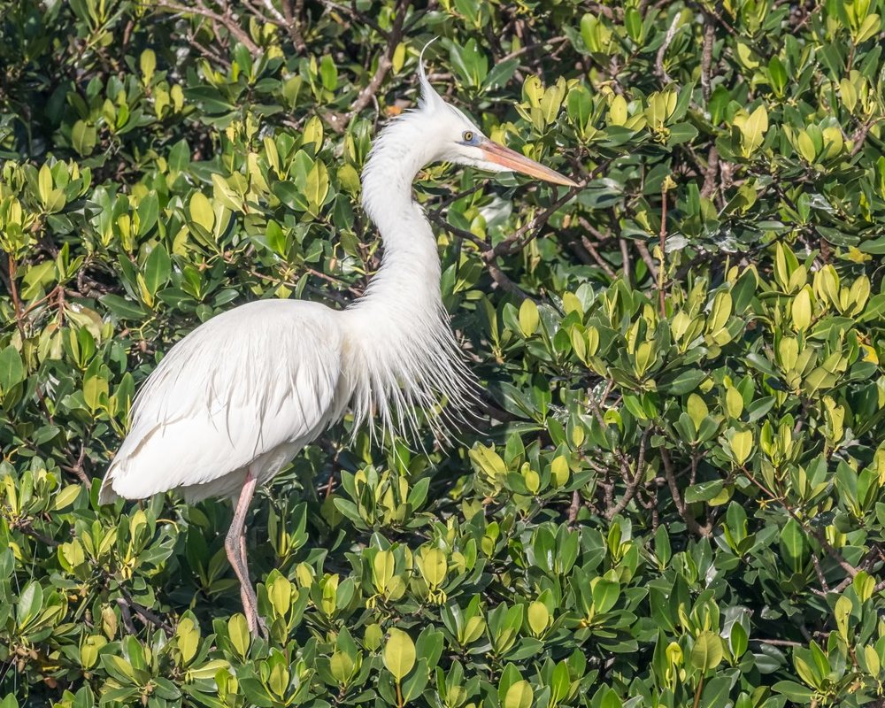 White morph, Great Blue Heron (6)