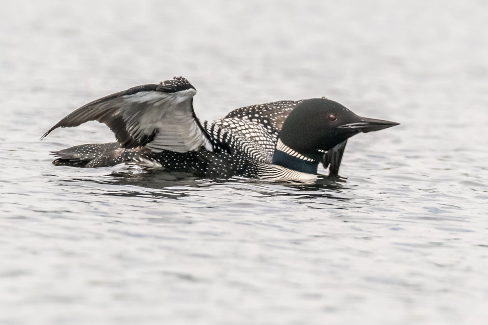 Common Loon (4)