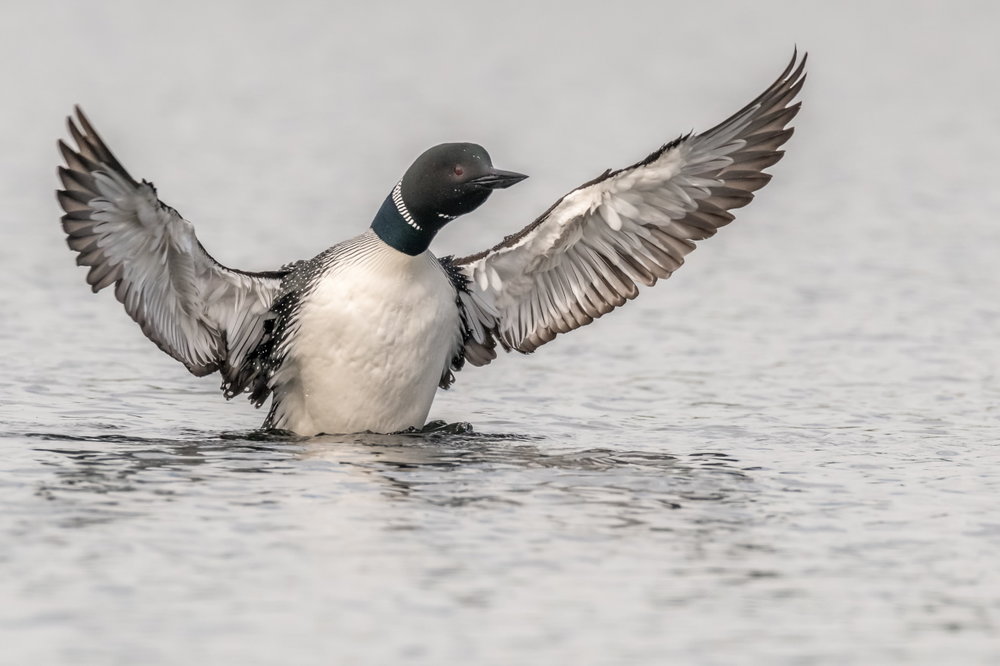 Common Loon (5)