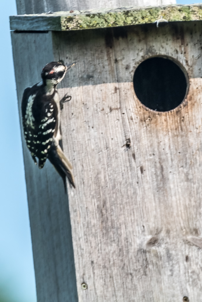 Hairy Woodpecker examining Kestrel Box (3)