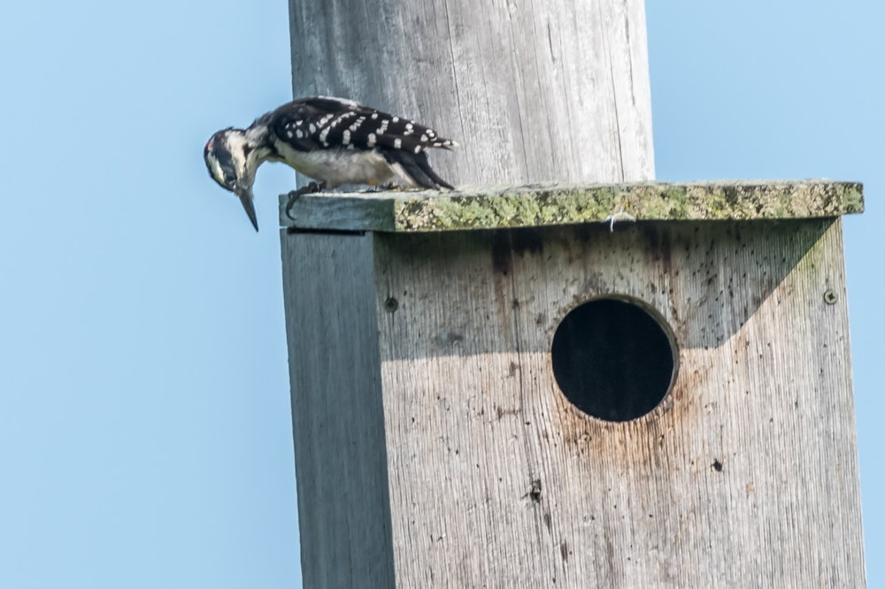 Hairy Woodpecker examining Kestrel Box (2)