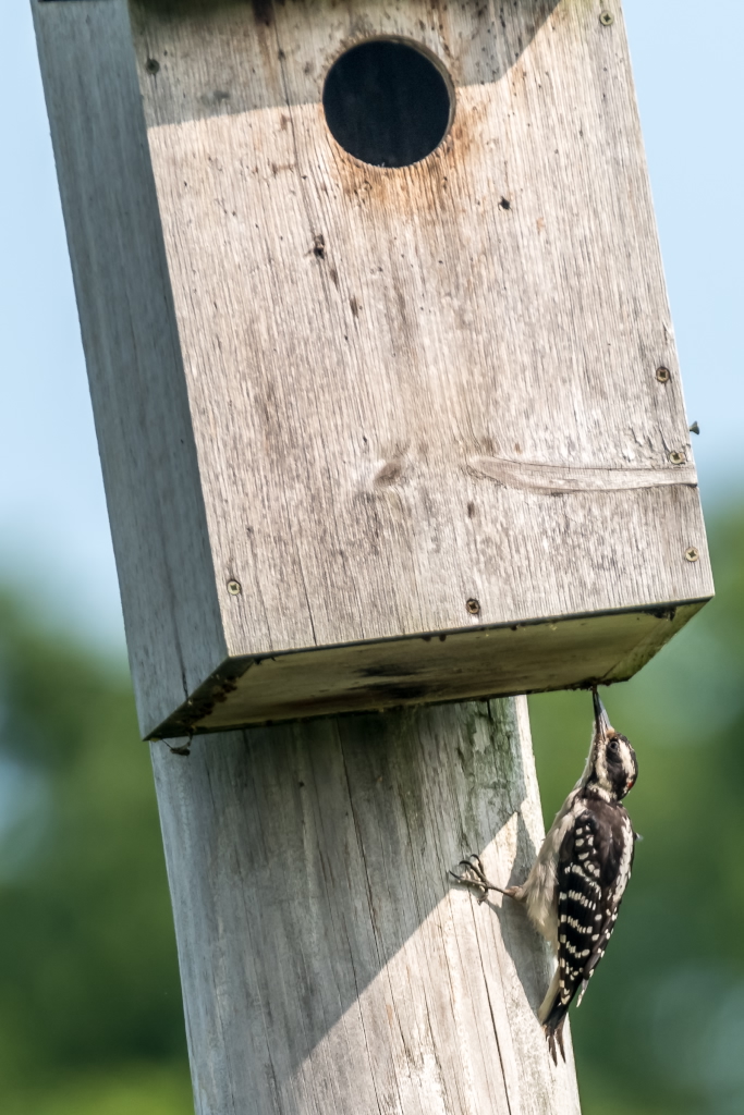Hairy Woodpecker examining Kestrel Box (4)