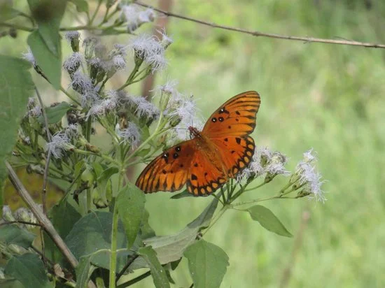 Gulf Fritillary Butterfly