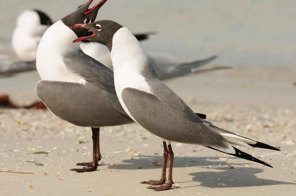 Laughing Gull, breeding ( H. Rufe)