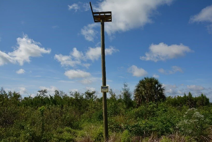 OspreyNest.jpg