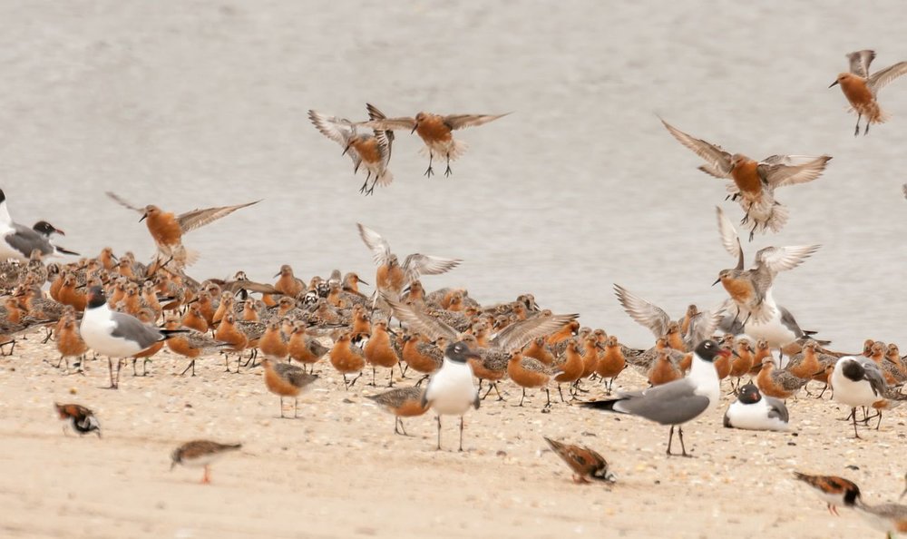 4 Red Knots