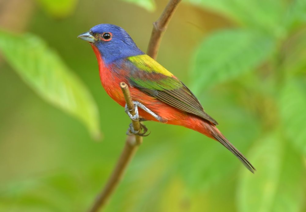 6 Painted Bunting