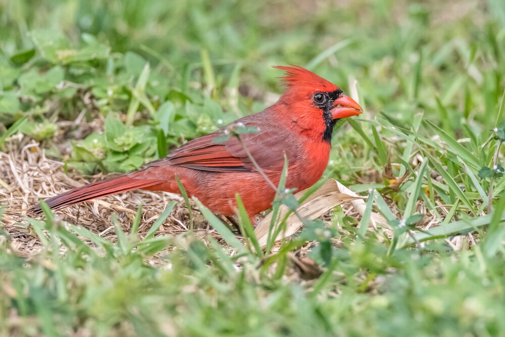 Northern Cardinal, male (3)