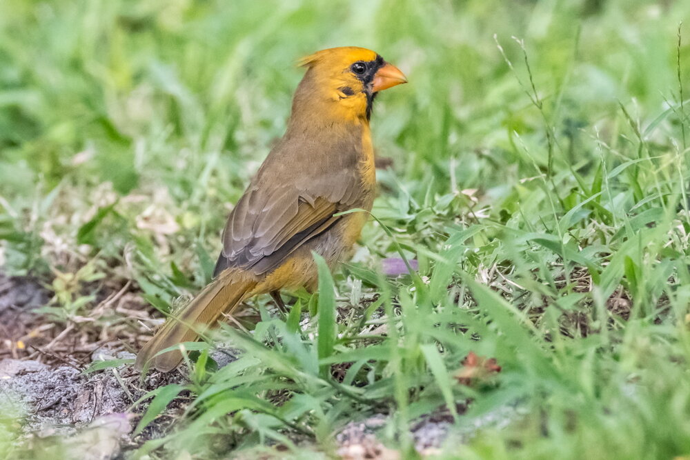 Northern Cardinal, yellow (2)