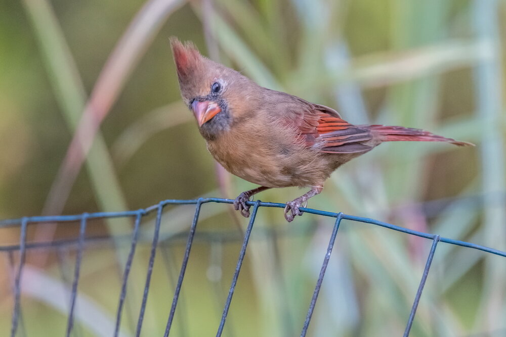 Northern Cardinal, female (4)