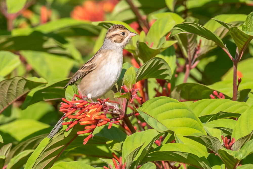 Clay-colored Sparrow (5)