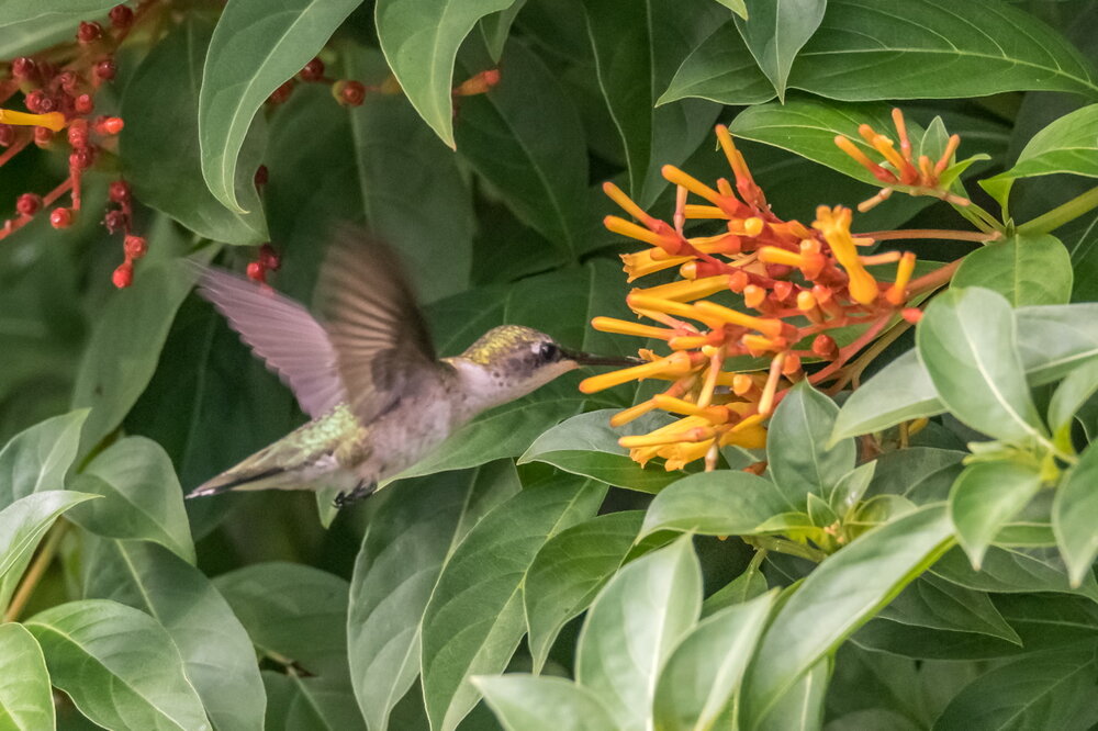 Ruby-throated Hummingbird (6)