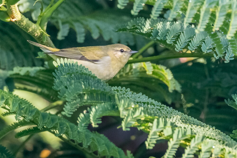 Tennessee Warbler (8)