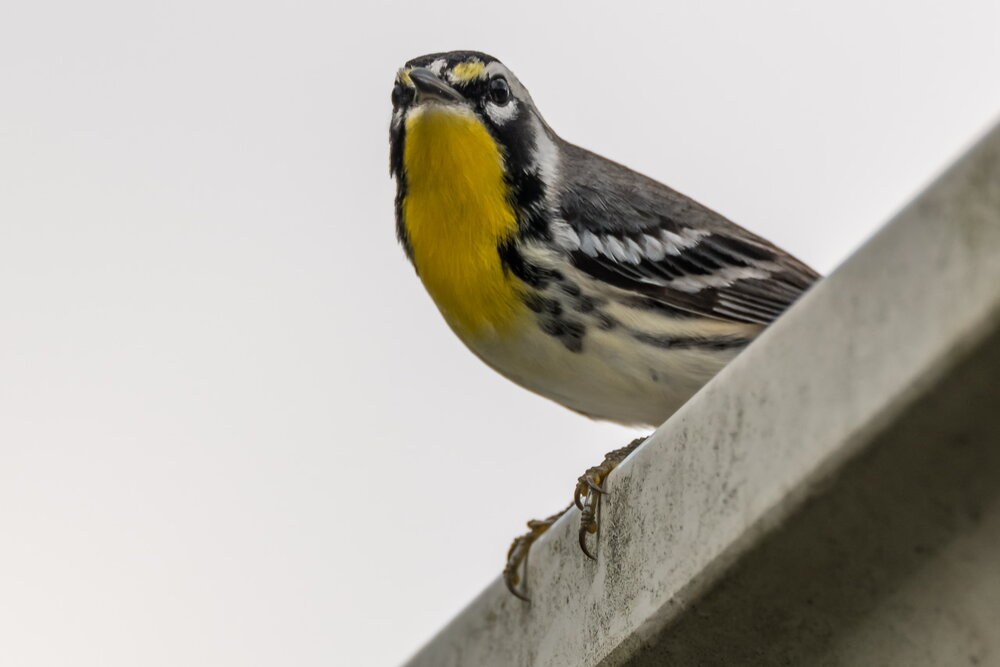 Yellow-throated Warbler (11)