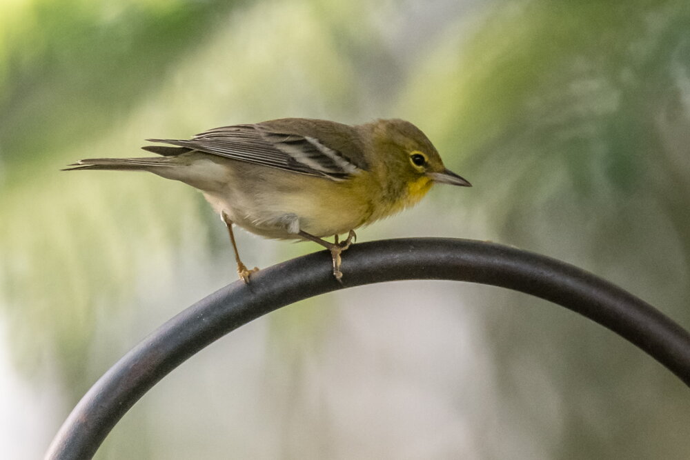 Yellow-throated Vireo (10)