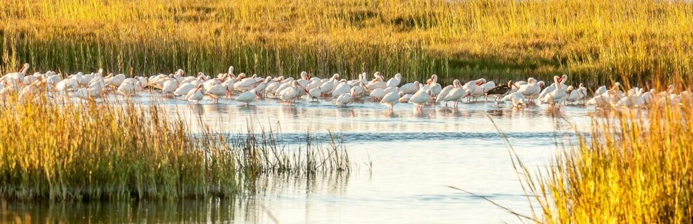 3. White Ibis