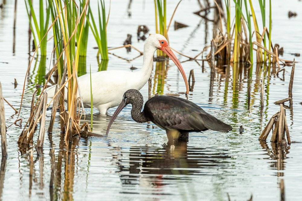 5. White Ibis and Glossy Ibis