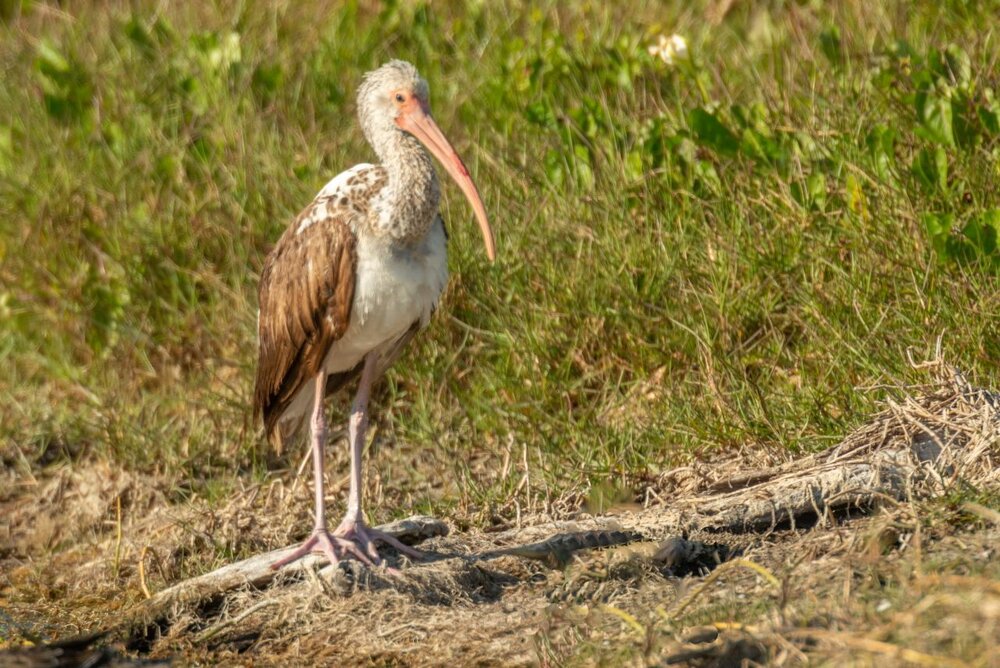 6. Juvenile White Ibis