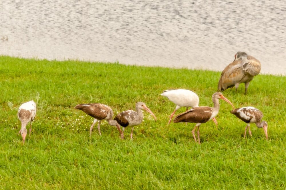 7. White Ibis and Sandhill Crane