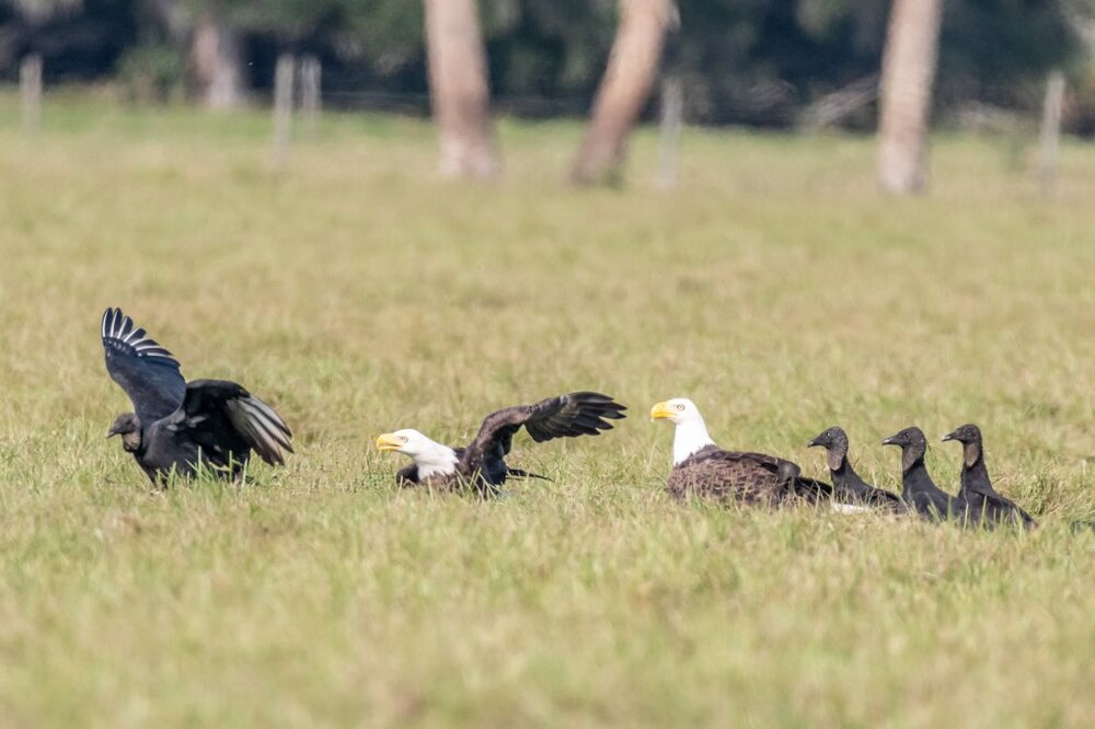 3. Bald Eagle confronts Black Vulture