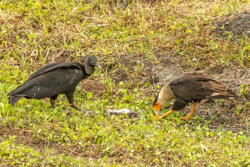 2.  Black Vulture and Crested Caracara