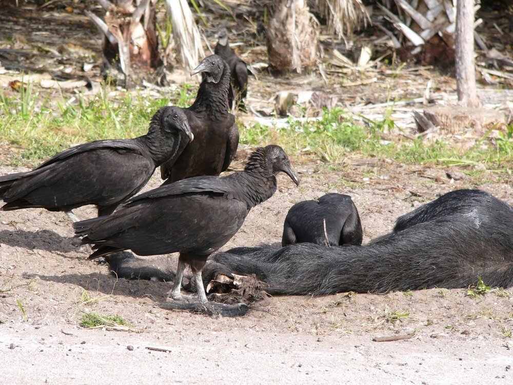 4. Black Vultures attack a road-killed wild hog