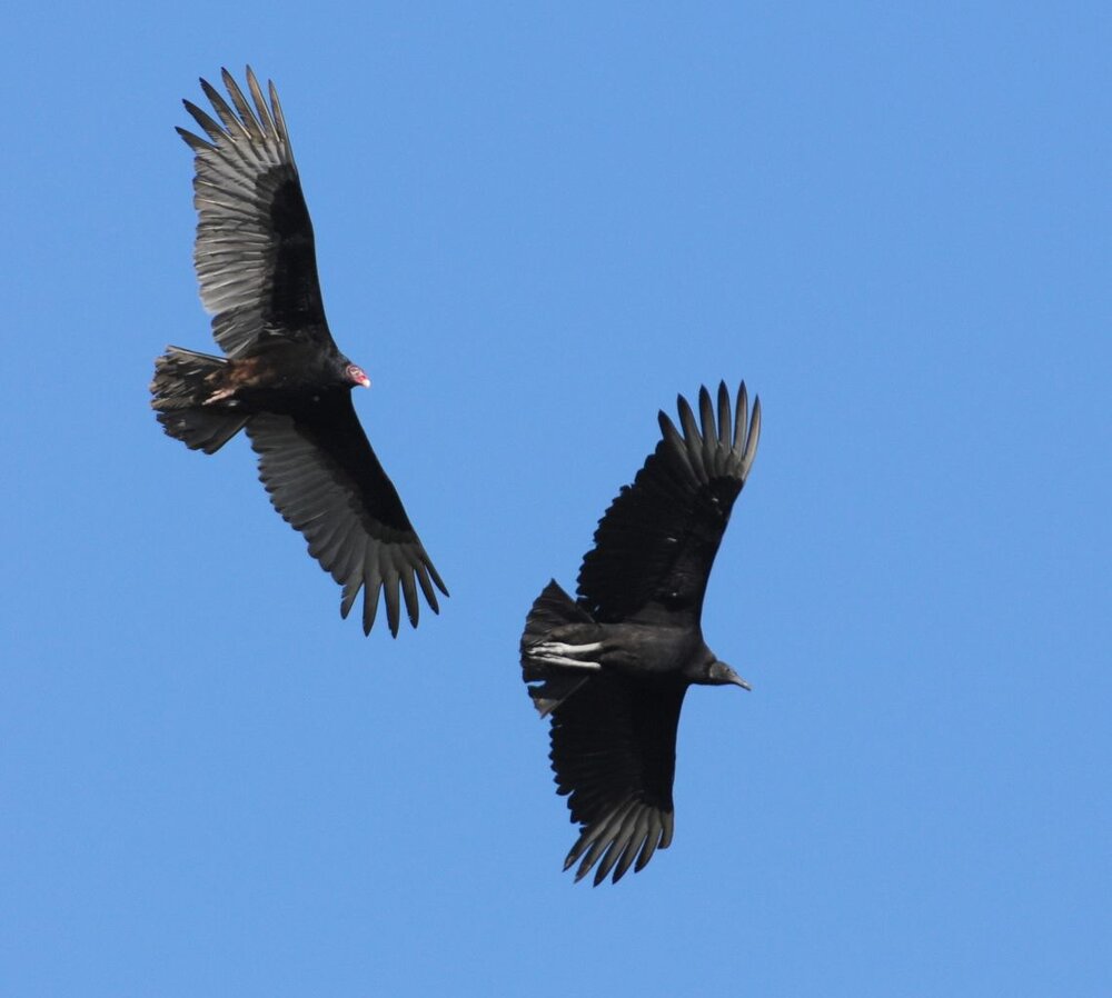 6. Turkey Vulture &amp; Black Vulture